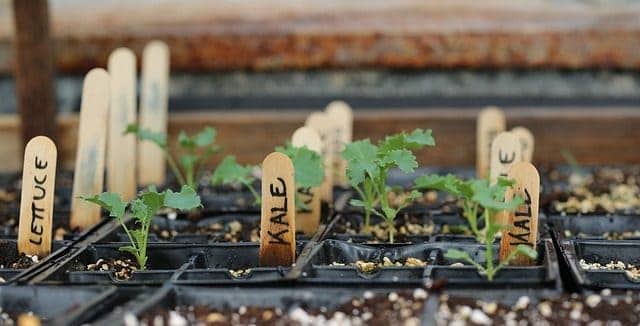 growing greens