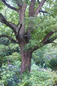 nature-tree