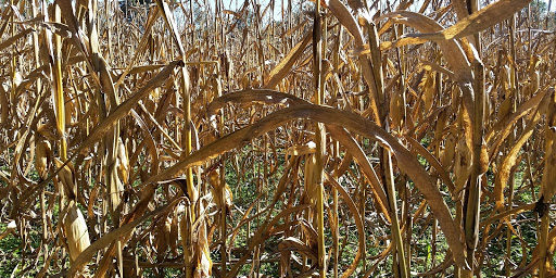 corn field