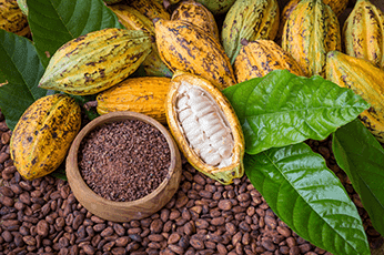 cacao-butter cacao-butter