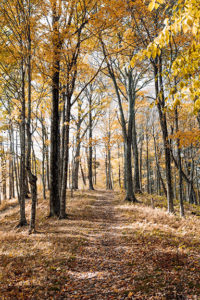 Seasonal Fall trees