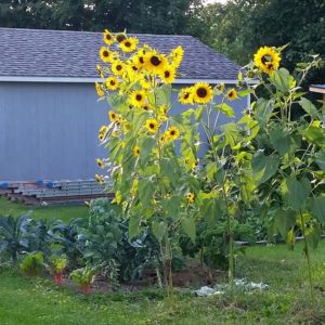 sunflowers