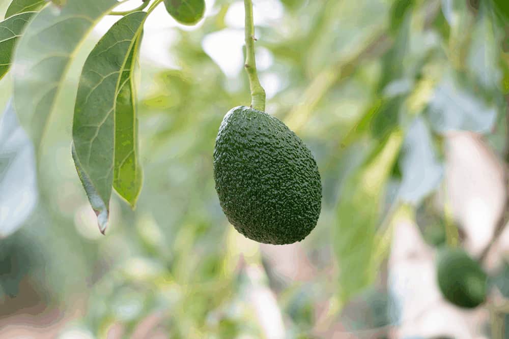 avocado-superfood